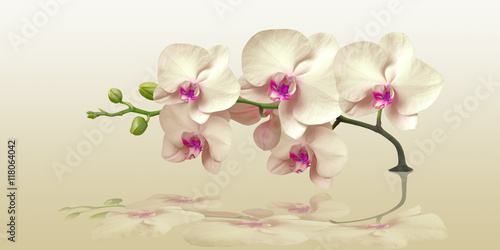 Fototapeta do kuchni Orchid with reflection in the panorama