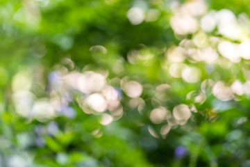 nature tree background bokeh light green