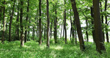 Fototapeta Las - Green trees in summer forest