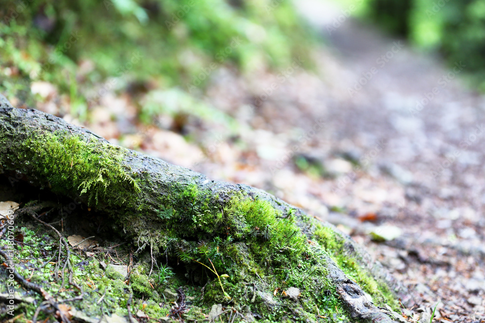 Big tree roots in Carpathian forest
