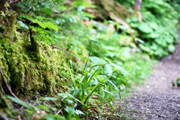 Wall Mural - Green grass in spring forest