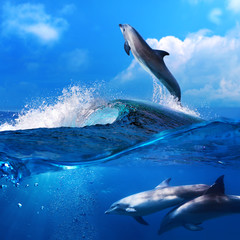Wall Mural - dolphin leaping from breaking surfing wave and his family underw