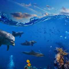 Wall Mural - Oceanview. A flock of playful dolphins swimming underwater over coral reef background hunting to fish