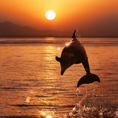 Wall Mural - beautiful dolphin jumped from watrer at the sunset time