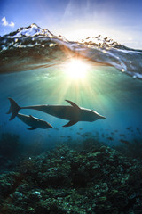 Wall Mural - two dolphins underwater a family mother with her child and breaking splashing wave above in sunlight