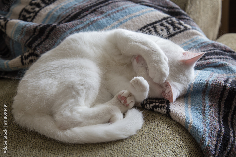White cat curled up on couch