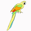 Golden the Caribbean parrot sitting.  illustration
