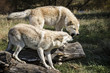 One wolf displaying his dominance over his brother who is cowering down.