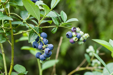 Wall Mural - Blueberry fruit on the bush