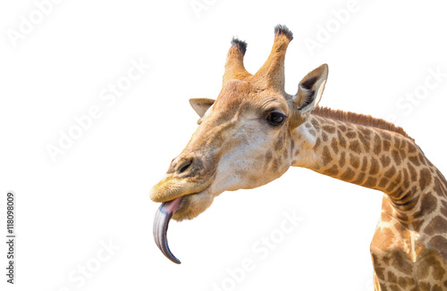 Plakat śliczna żyrafa głowa odizolowywająca na bielu