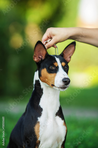 Vertical Portrait Of One Dog Of Basenji Breed With Short Hair Of