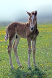 Fototapeta  - young small brown foal grazing in a meadow