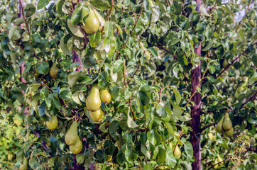 Wall Mural - Conference pears ripening in a Dutch orchard