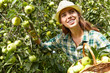 © ZoomTeam - woman picking ripe organic apples in basket in orchard or on far