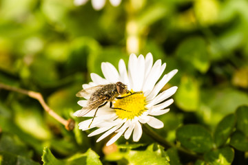 Wall Mural - A fly on a flower chamomile