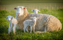 Sheep And 3 Lambs