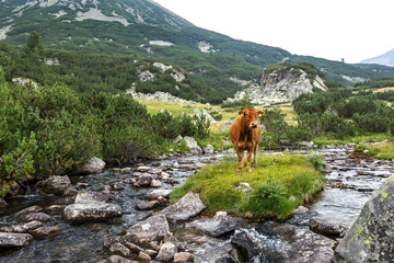 Idyllic summer landscape in the mountains with cows grazing on f