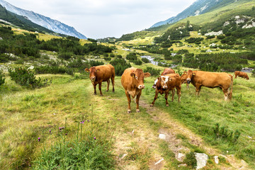 Idyllic summer landscape in the mountains with cows grazing on f