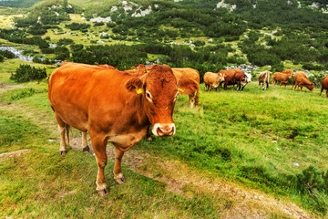 Idyllic summer landscape in the mountains with cows grazing on f