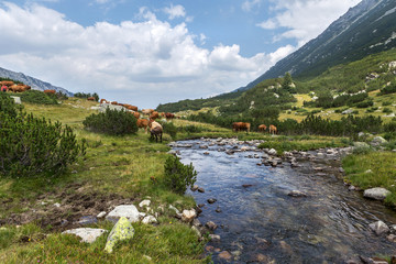 Idyllic summer landscape in the mountains with cows grazing on f