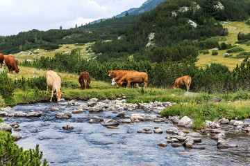 Idyllic summer landscape in the mountains with cows grazing on f