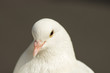 portrait of a young white dove on a grey background
