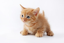 Little Kitten Isolated On White Background. Tabby Cat Baby