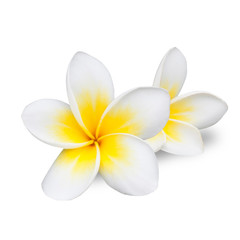 frangipani flower isolated on white background