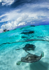 Wall Mural - Stingray city - Cayman Islands