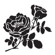 Silhouette rose branch with opened flowers and buds