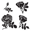 Silhouette rose branch with opened flowers and buds