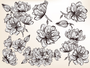 Wall Mural - collection of vector hand drawn magnolia flowers in engraved sty
