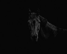 Portrait Of A Beautiful Black Stallion On A Black Background