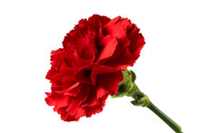 Red Carnation Flower Isolated On White Background

