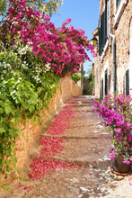 Romantic Narrow Street With Blooming Bougainvillea Flowers On Th