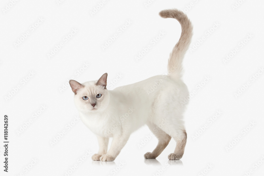 Kitten. Thai cat on white background - obrazy, fototapety, plakaty 