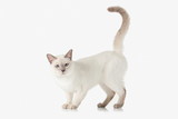Fototapeta Koty - Kitten. Thai cat on white background