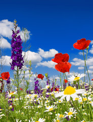 Fotomurales - Summer wildflowers and clouds