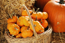 Pumpkin In Basket And On The Hay, Autumn Decoration For Thanksgiving