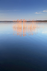 Wall Mural - reeds in a lake illuminated by the warm light of the rising sun