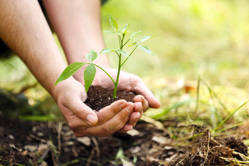 Wall Mural - Man planting tree in garden