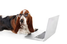Basset Hound Dog In Glasses With Laptop On White Background