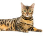 © svetography - Beautiful bengal cat
