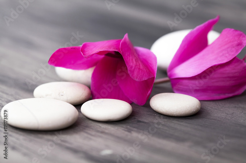 Spa still life with pink flowers and white zen stone