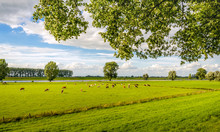 Picturesque Dutch Rural Landscape In The Summer Season