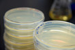 Close-up detail of agar plates inoculated with E. coli, ready for use in a disc diffusion test for antibiotic susceptibility.
