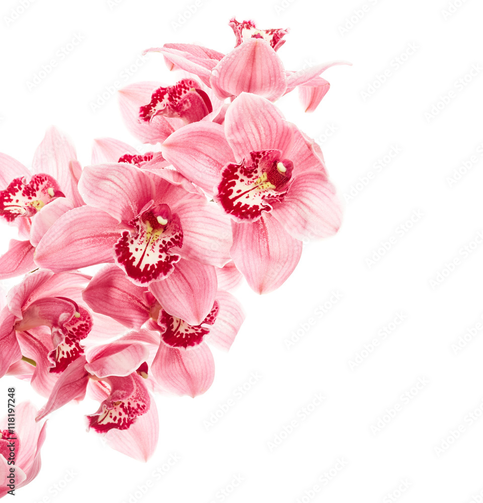kwiaty-jasnorozowej-orchidei