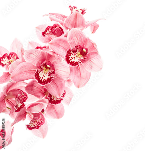kwiaty-jasnorozowej-orchidei