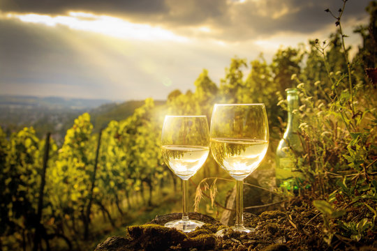 Fototapete - Weißweingläser im Weinberg bei Sonnenuntergang