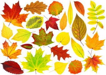 Wall Mural - Collection of isolated autumn leaves